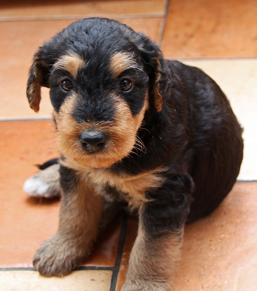 Soubor:01 Puppy Airedale Terrier.jpg