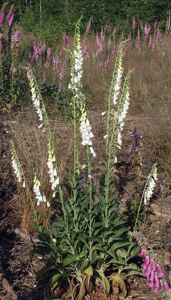 Soubor:Digitalis purpurea alba 280605.jpg