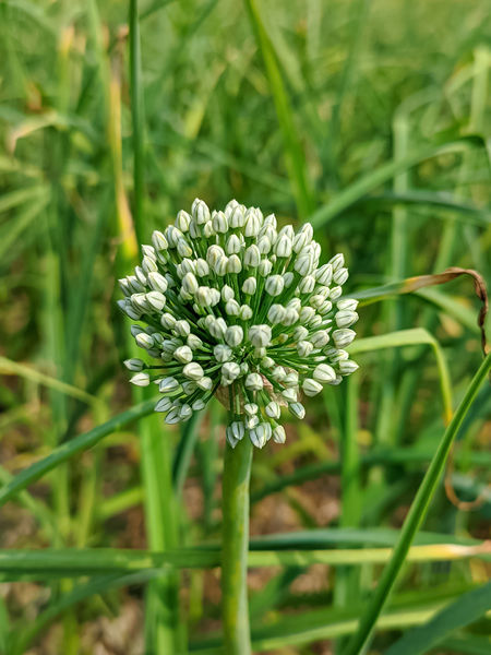 Soubor:Onion Flower Bangladesh.jpg