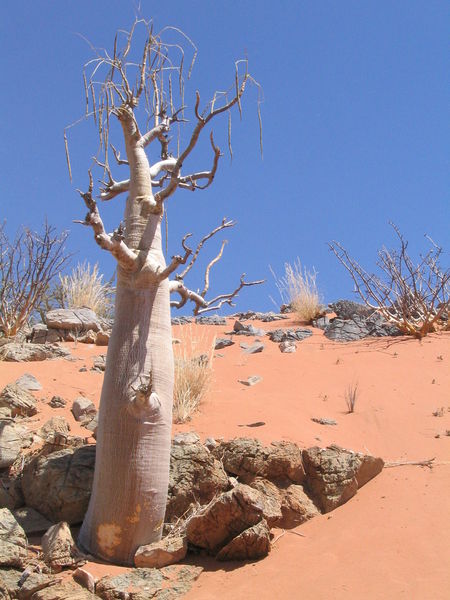 Soubor:Moringa-ovalifolia.jpg