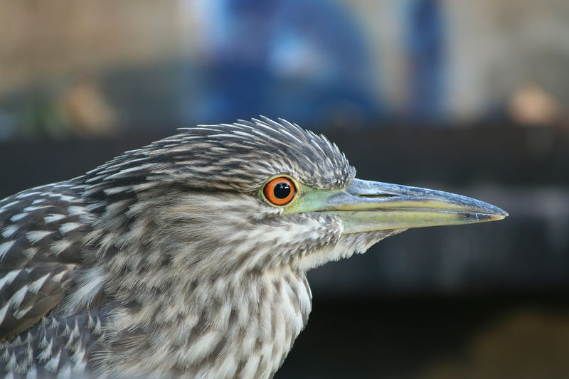 Soubor:Young night heron.jpg