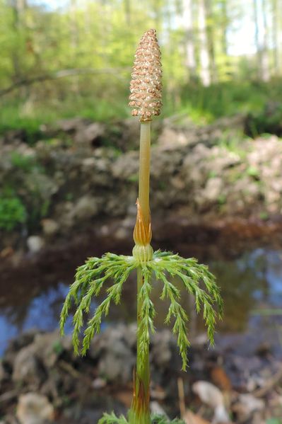 Soubor:Equisetum sylvaticum kz02.jpg