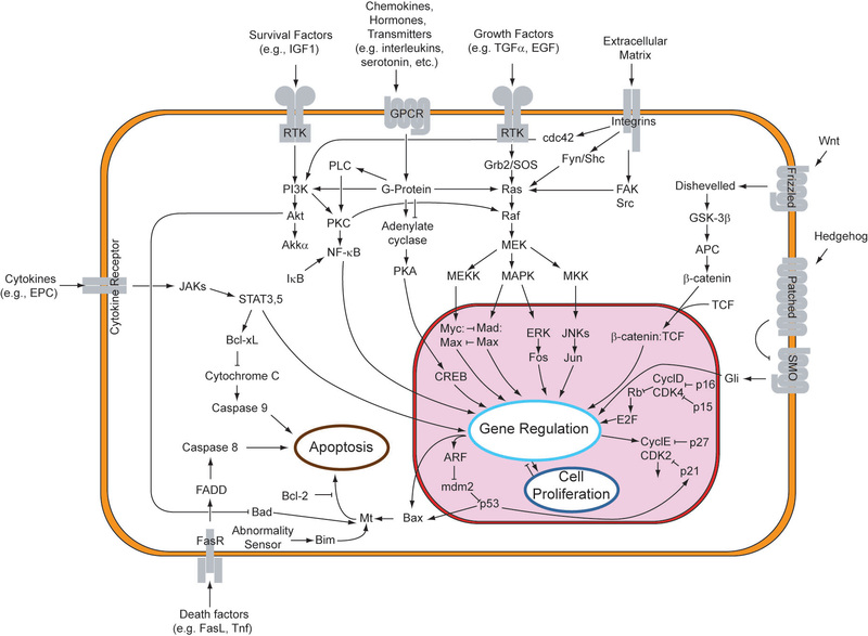 Soubor:Signal transduction pathways.png