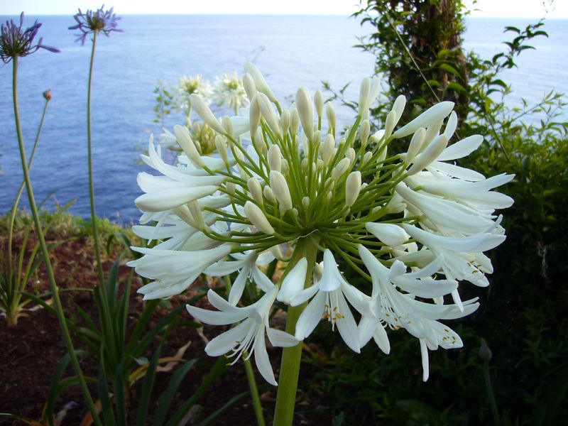 Soubor:Agapanthus praecox white Madeira.jpg