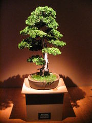 Bonsai IMG 6404.jpg