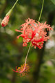 Fata Morgana,Hibiscus schizopetalus 1.jpg