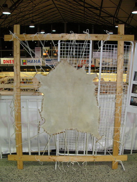 Soubor:Parchment from goatskin.jpg